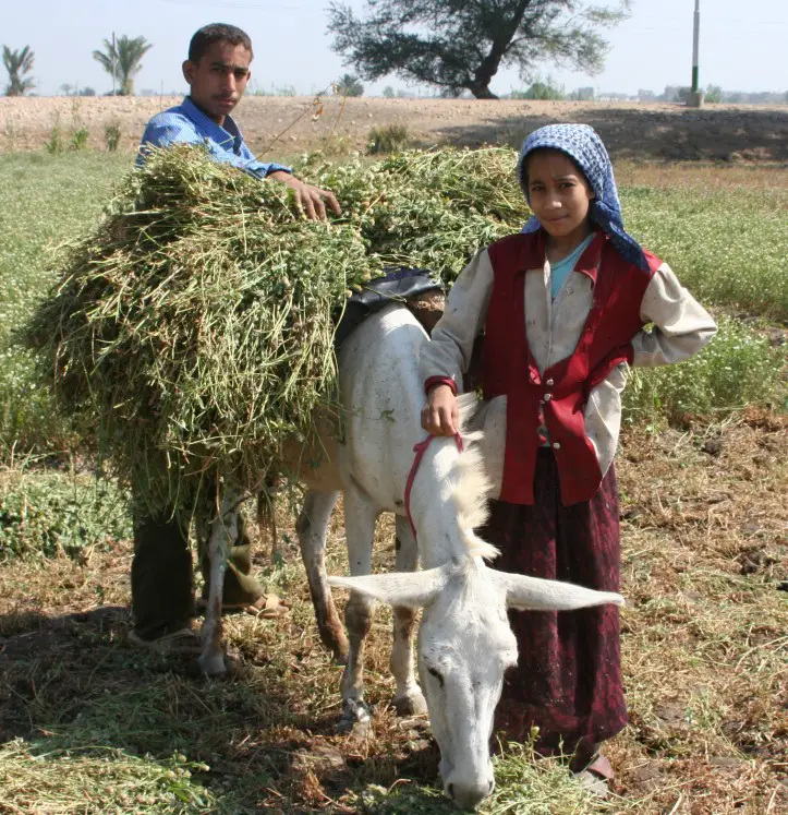Young_boy_and_girl_harvest_farm_crops_in_Egypt